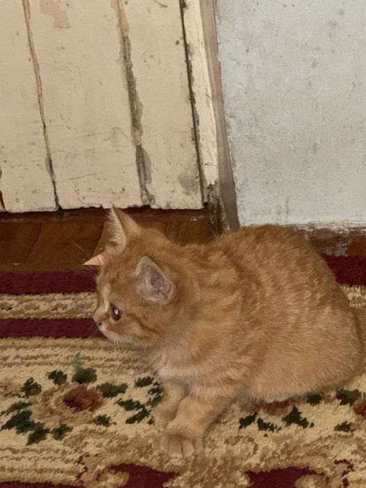 кошка Скотиш фолд
