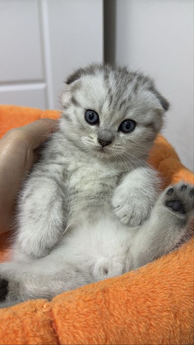 Шотландский вислоухий котенок!