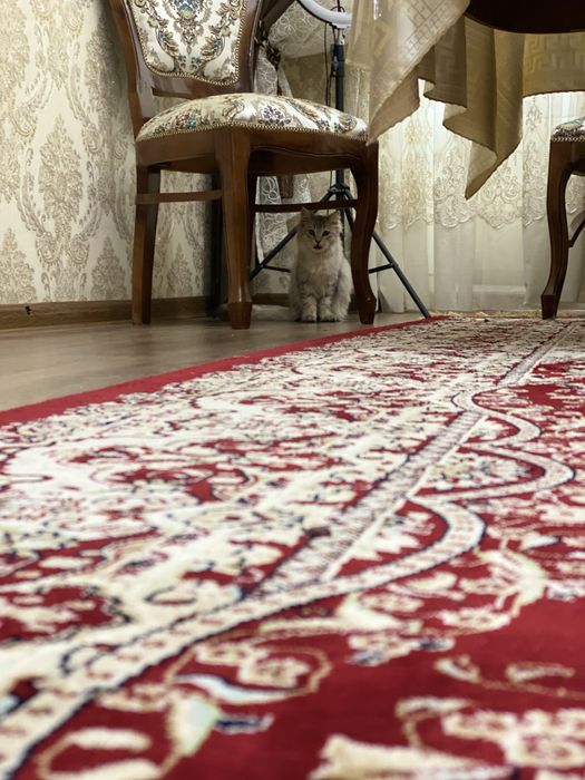 Кошка британская длинношерстная, цена договорная