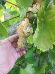 Struguri de vin productie 2025 Vrancea!!