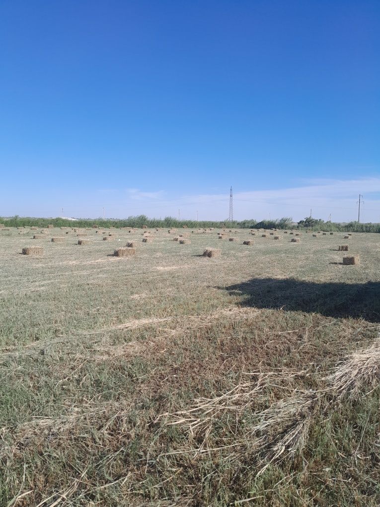 Pires sotiladi soniga qarab kelishamiz