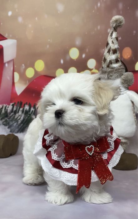 Щенки мальтезе