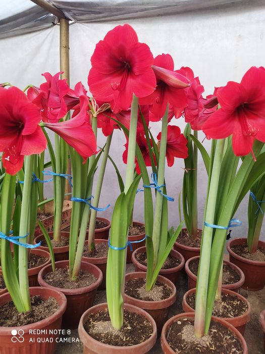 Gipastirum piyozlari sotiladi