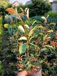 Photinia Red Robin, gard viu