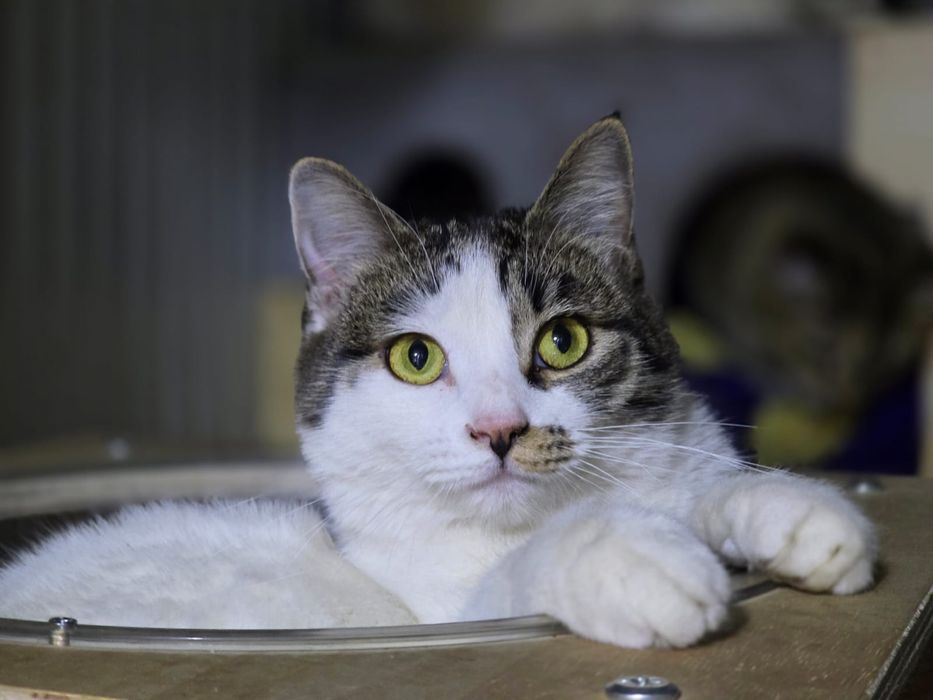 Кошка Марта, 1.3 года. стерилизована