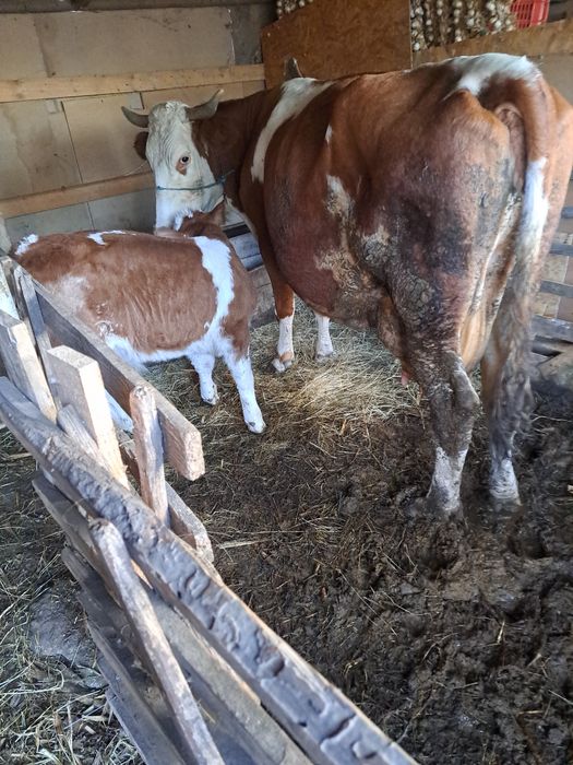 Vind 2 vaci cu lapte una çu vitel.