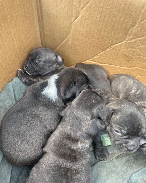 Малки кученца френски булдог