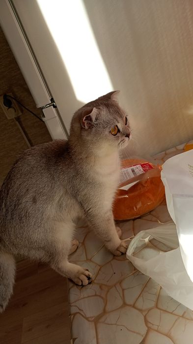 Скотш фолд продам