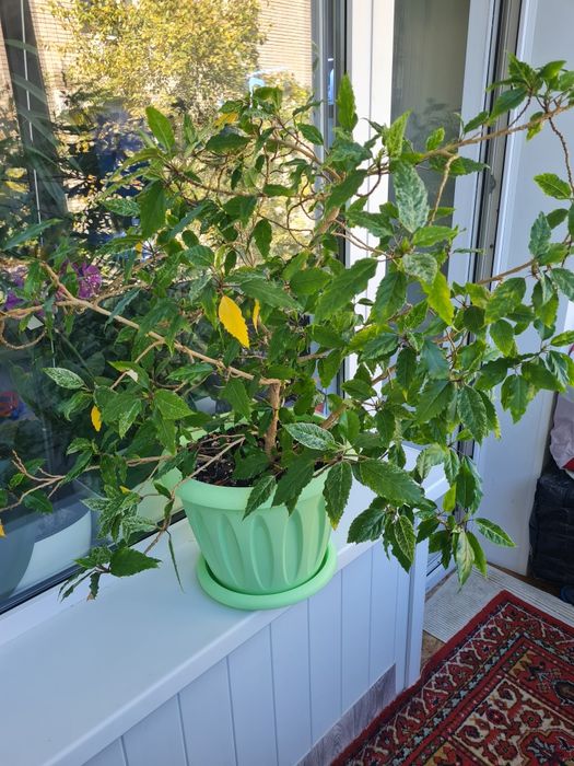 Продам Гибискус варигатный