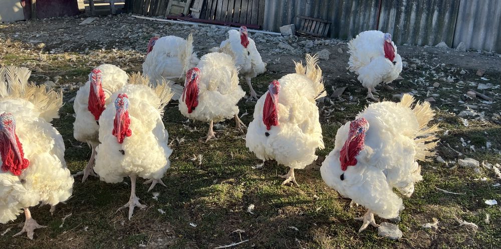 Curcani de carne crescuti natural