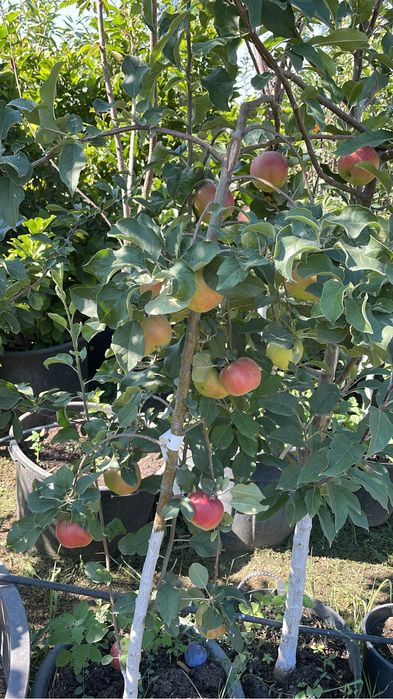 Pomi fructiferi columnari /pe rod