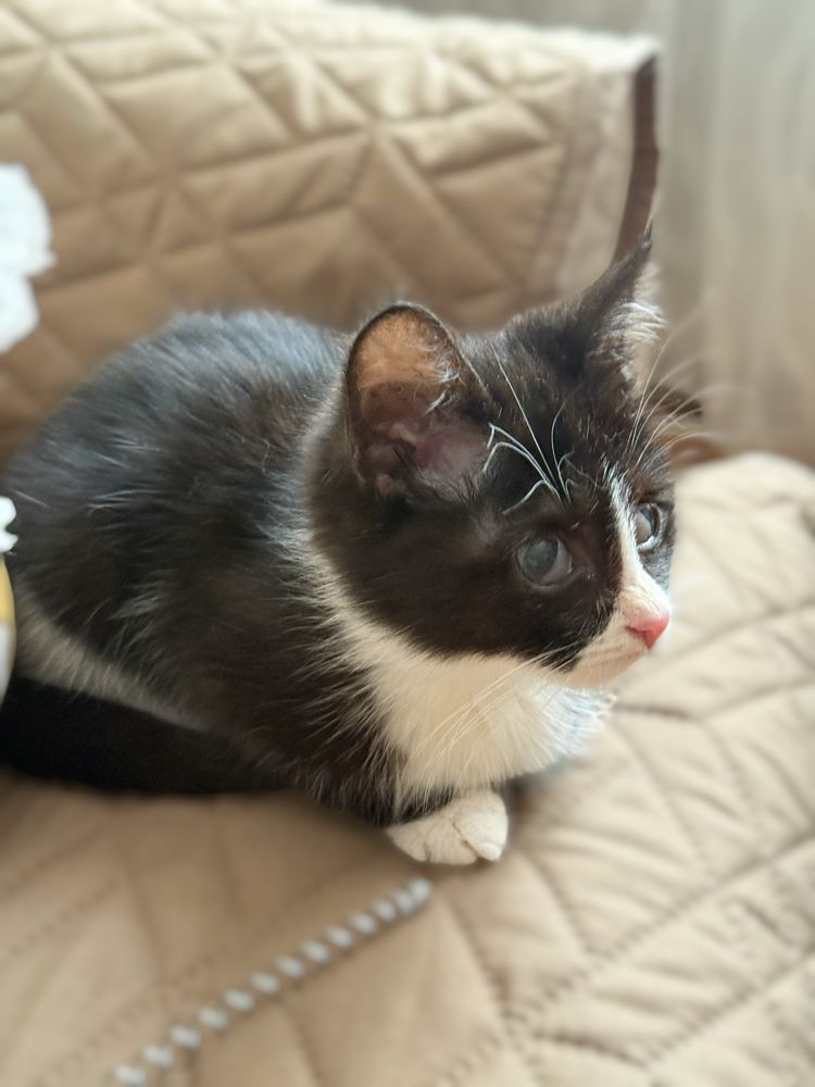 Котенок в добрые руки