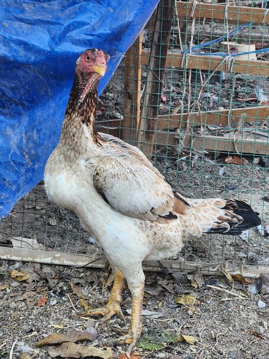 Хуроз ва товук бир жуфт