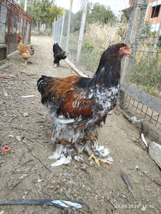 Cocos brahma portelan