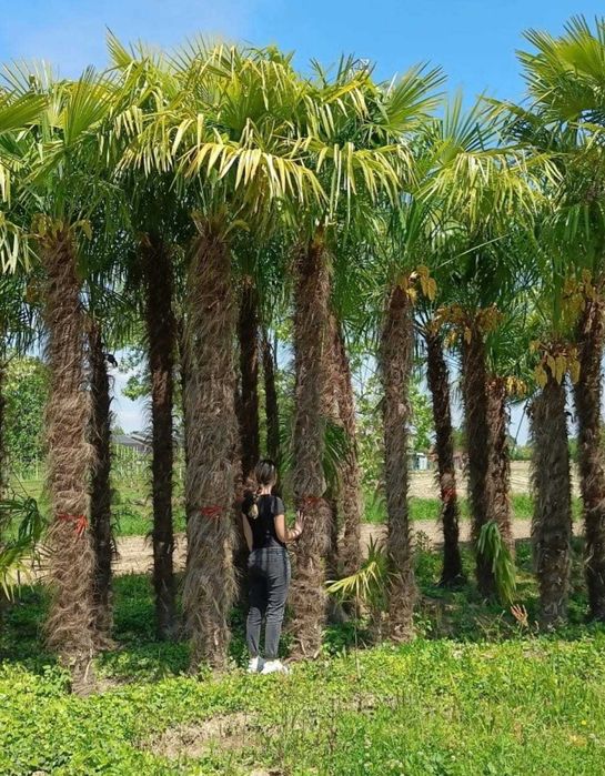 Palmieri Trachycarpus Fortunei, Washingtonia robusta rezista la îngheț