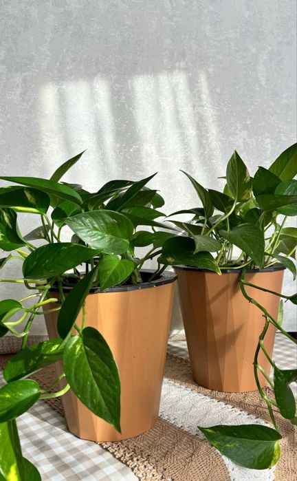 Эпипремнум золотистый