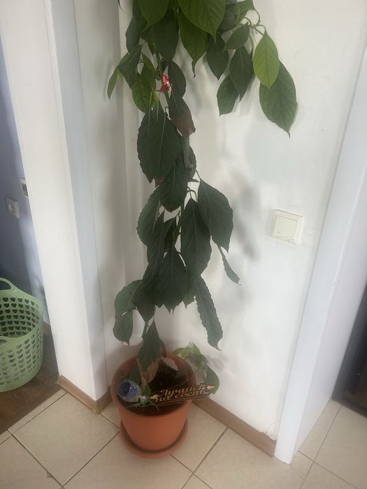 Продам авокадо высота 1,70