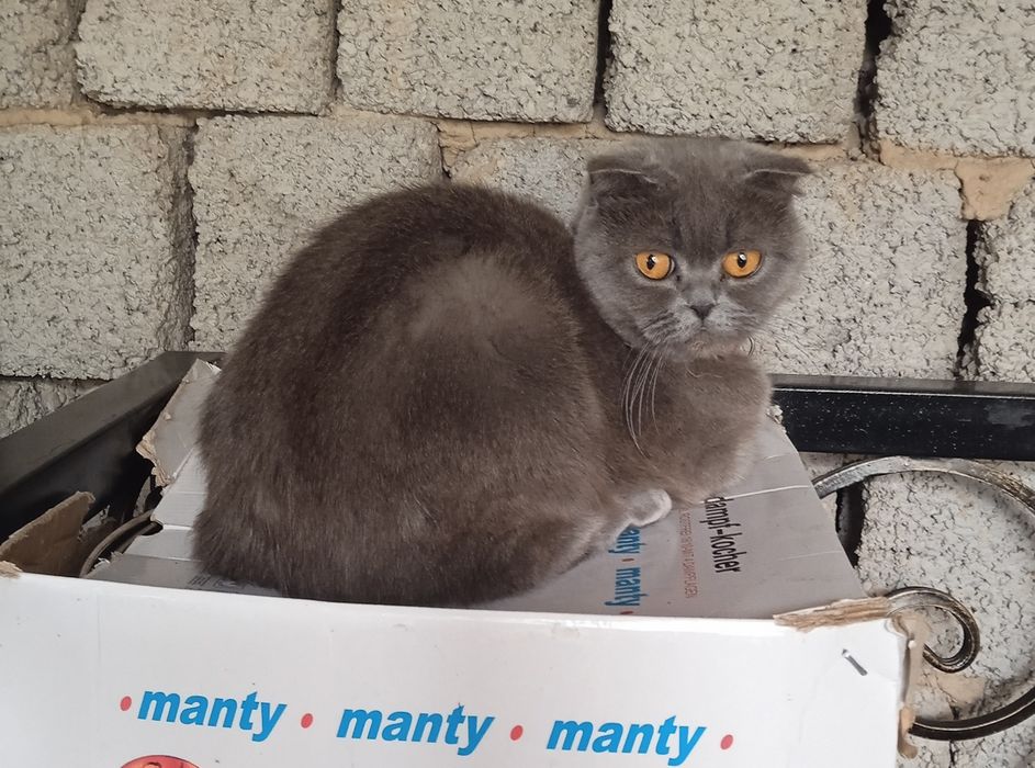 Продается кошка. Британский скотиш фолд. 2.5 года
