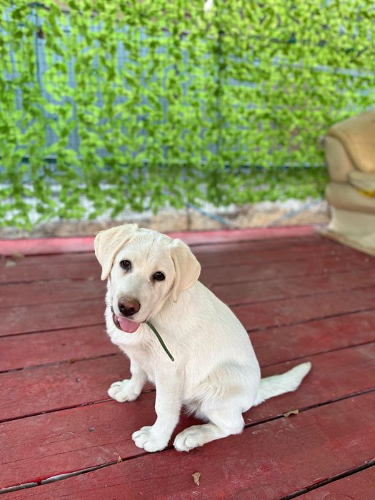 Лабрадор чистокровная девочка