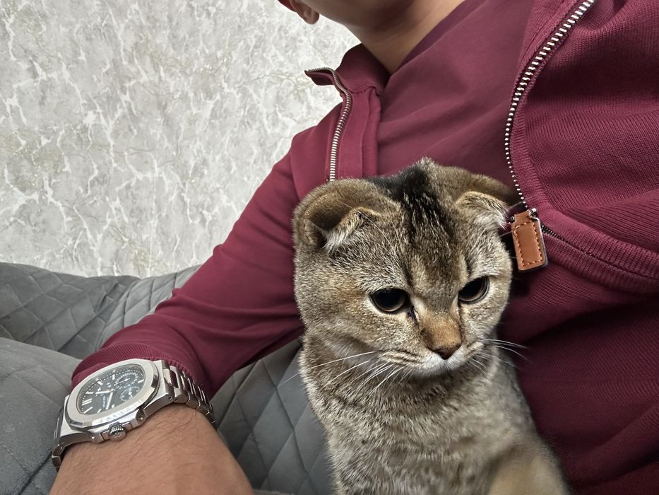 продаётся скотиш фольд домашний