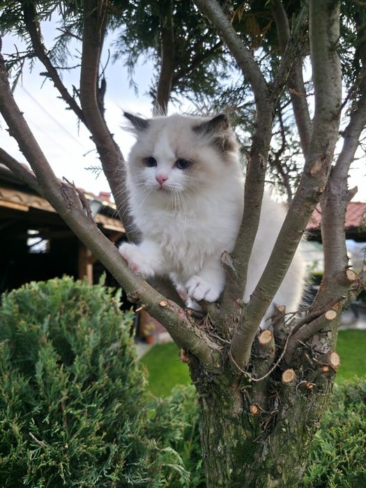 РАГДОЛ/РЕГДОЛ/REGDOL На три месеца женски и мъжки с родословие