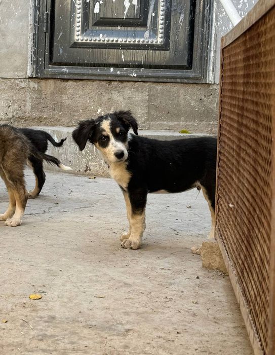 Метис овчарка охрана кущик бар 2 айлык