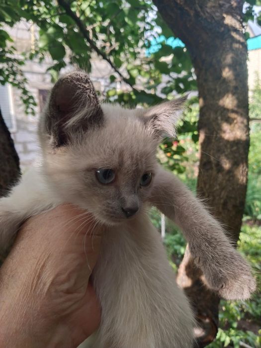 Отдам в добрые руки