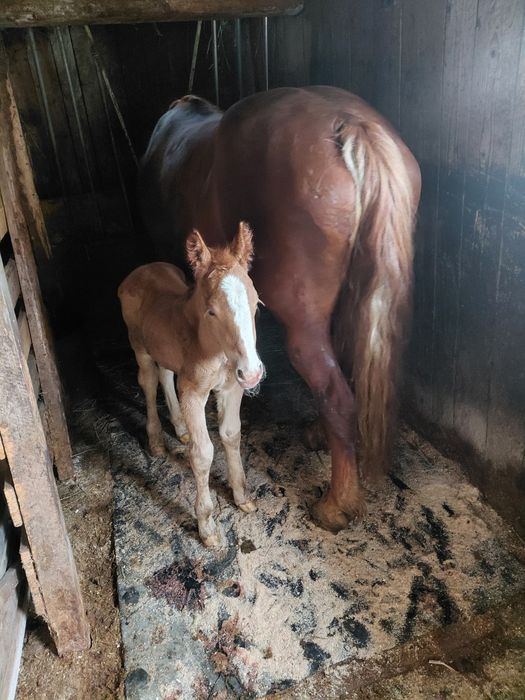 Iapa cu mânz de vanzare