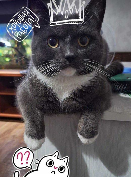 Пропал кот, район "Универсама"