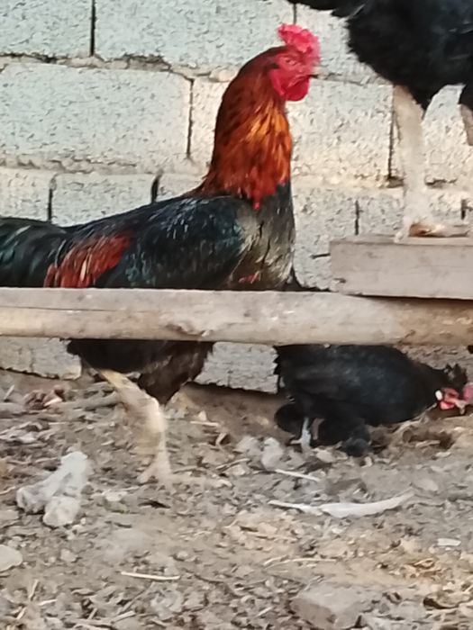 Дакан 2та пара тухумда