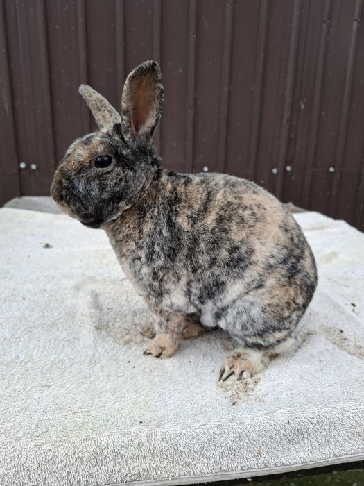 Vând iepuri Rex pitic si Cap de  leu