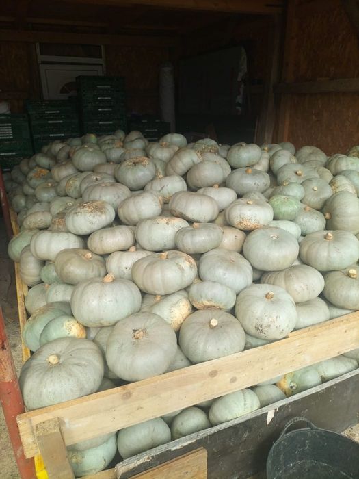 Dovleci de copt de vanzare