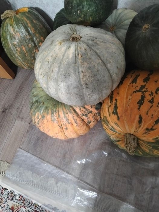 Продам тыкву сочную