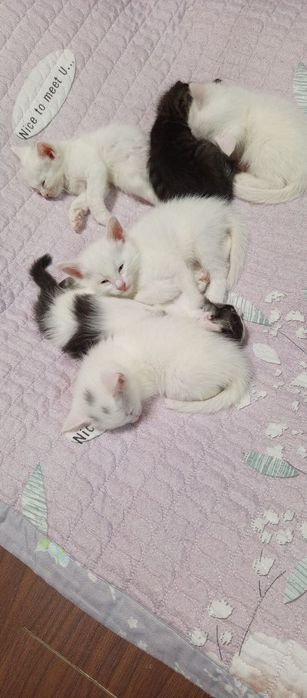 Котята бесплатно   турецкий ангора