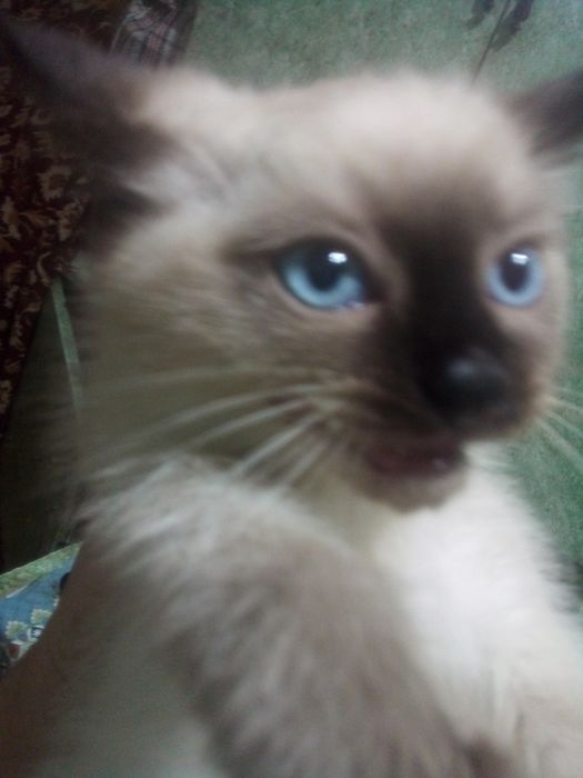 Мишик сотлайди 100 мин