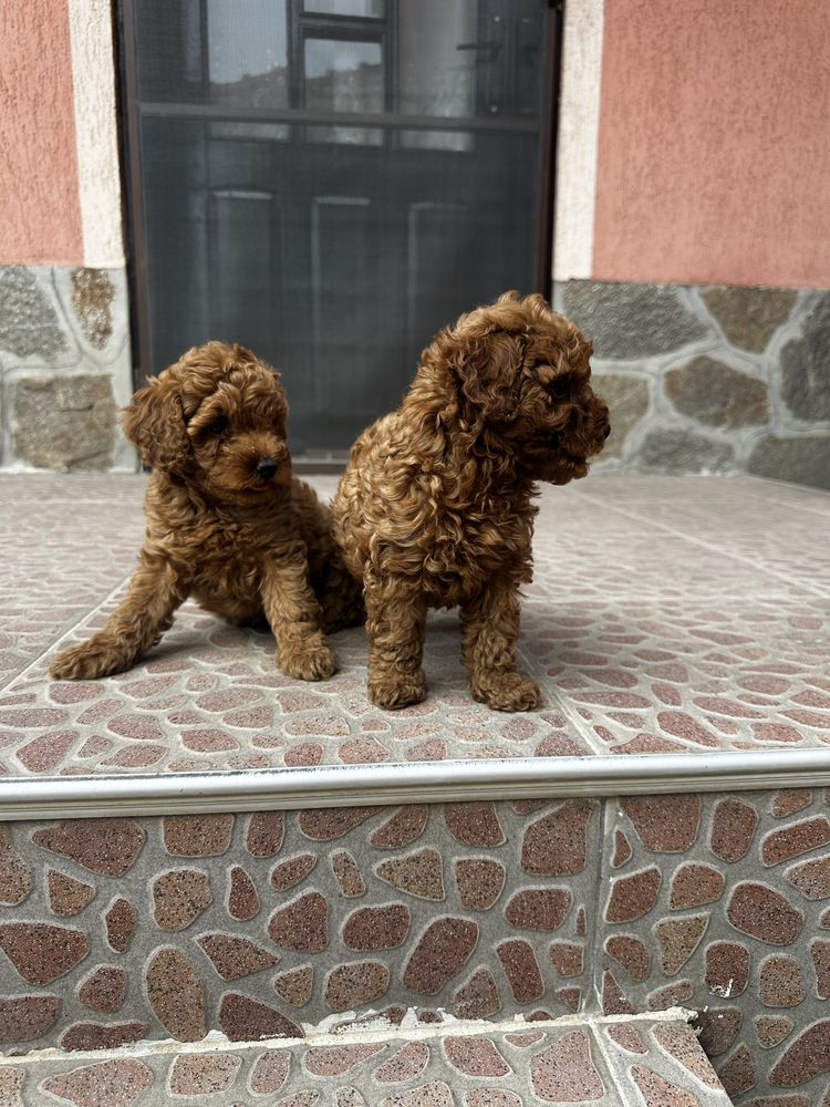 Пудел той / Poodle toy
