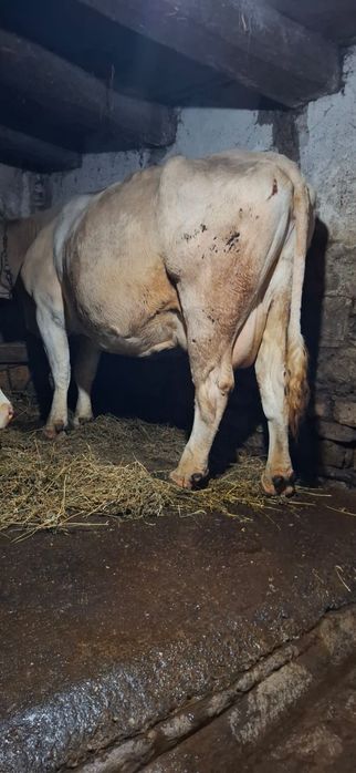 Vând 3 vaci baltate românești