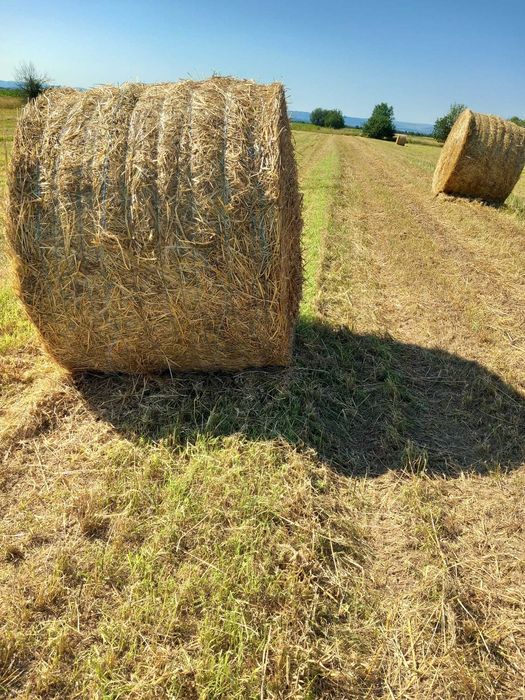 Vand baloti, grau si soia