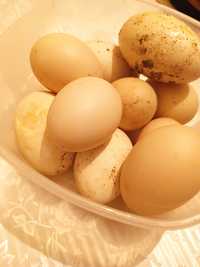 Утинные и русинные  яйца