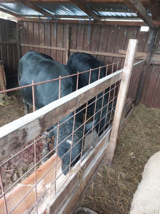 tauri angus de vanzare