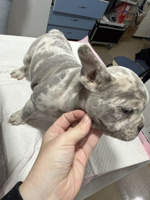 Bulldog Francez Merle / French Bulldog