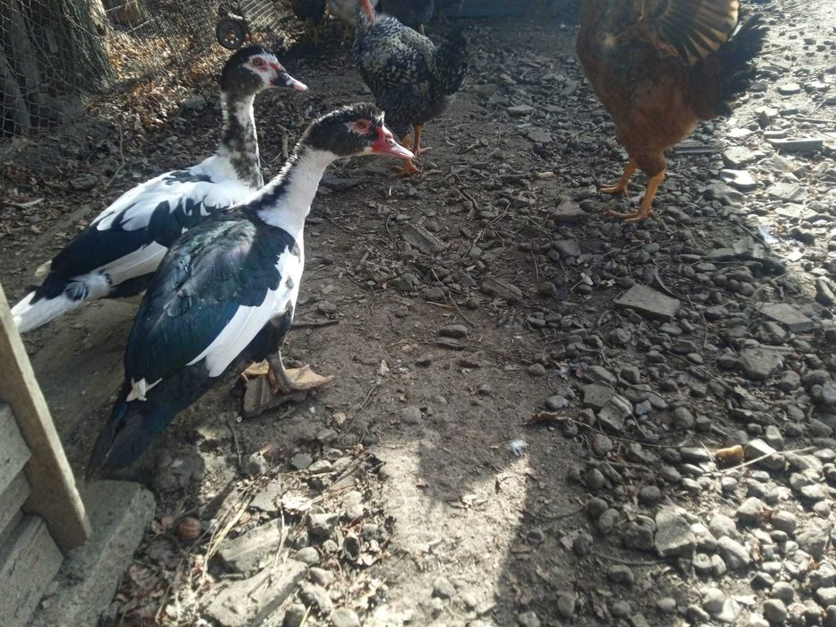 Rațe de vânzare, 70 lei, 100 lei