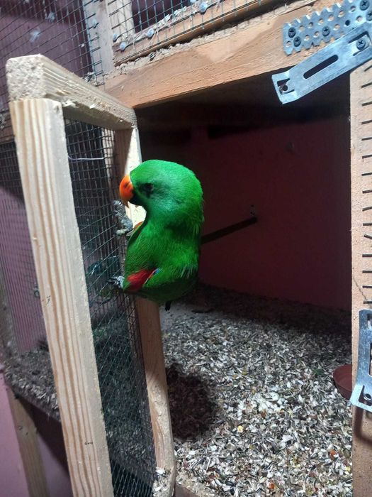 Papagal Eclectus