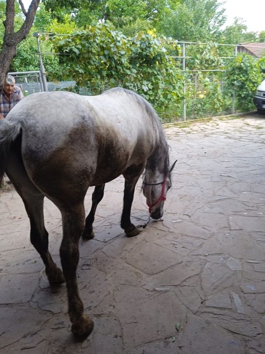 Cal De Vânzare Ingrijit  Cu coama in două părți