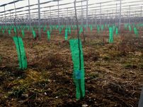 Plasa protectie Pomisori impotriva rozatoarelor | Protectie tulpina
