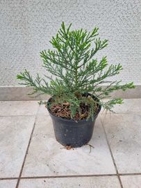 Гигантска секвоя (Sequoiadendron giganteum), 4 годишни