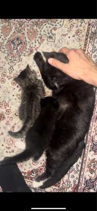 Кошка и 2 котенки
