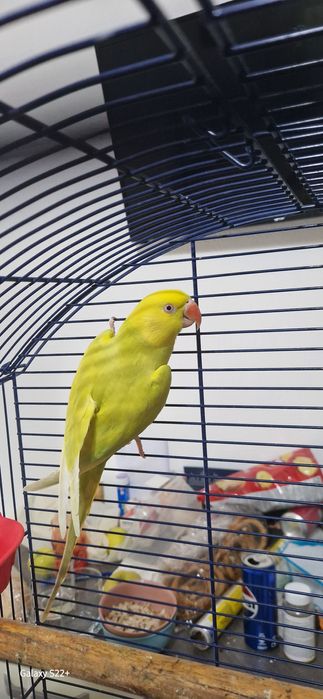 Femela Micul Alexandru