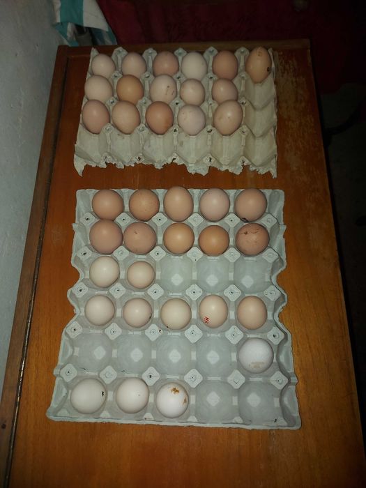 Разплодни яйца от кокошки