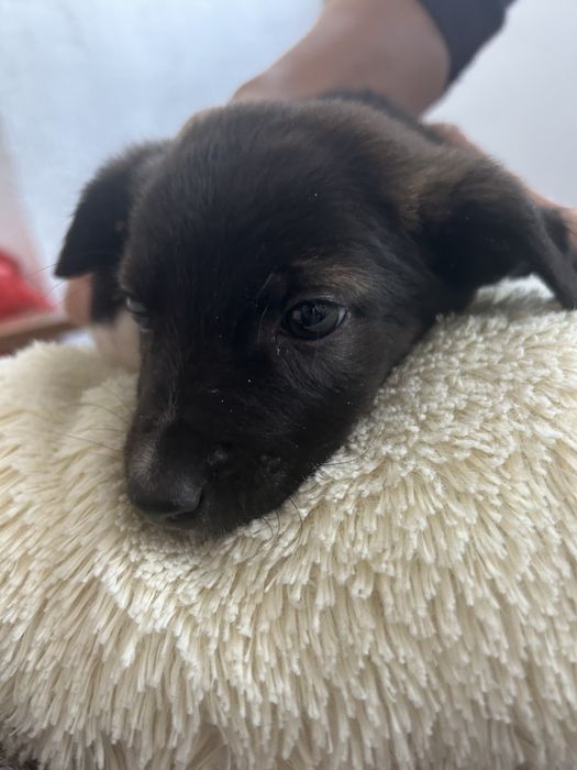 Donez cățelușă de 4 săptămâni